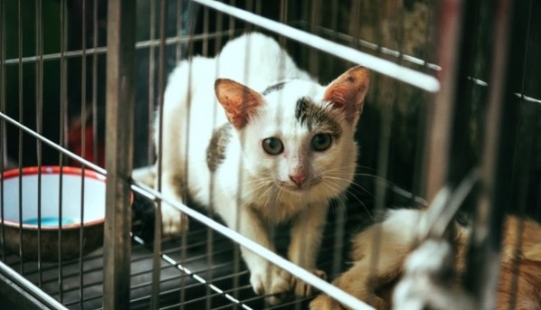 Animal testing bad PR